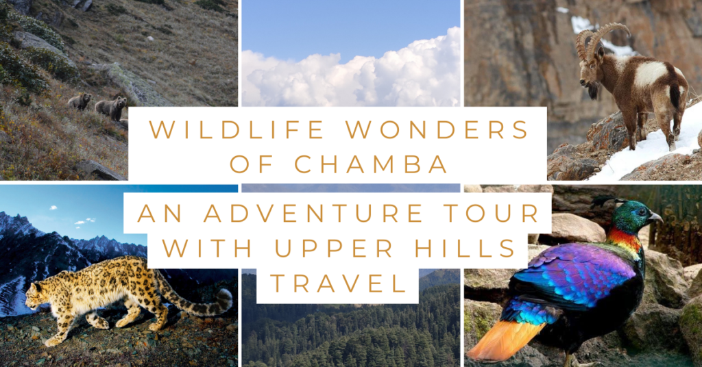 Wildlife Wonders of Chamba: An Adventure Tour with Upper Hills Travel