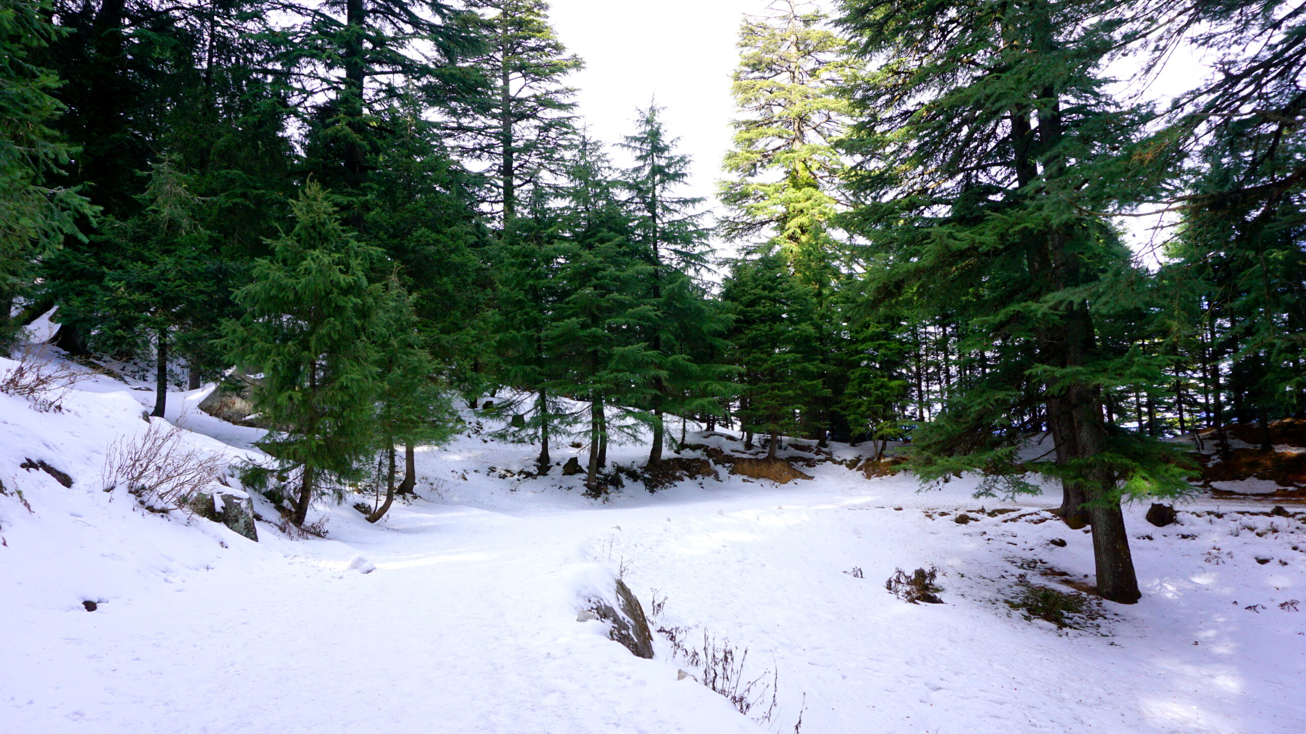 Kalatop-Khajjiar_Wild_Life_Sanctuary